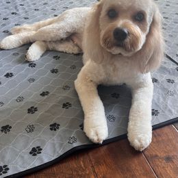Marlee - Cavapoo