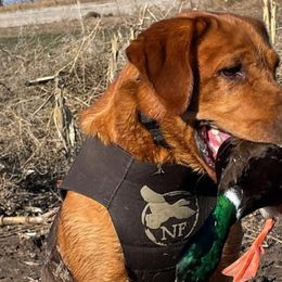 Labrador Retrievers from Lake Crystal Farms Labradors