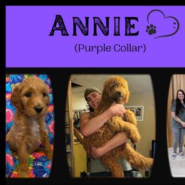 Goldendoodle All Grown Up from Nebraska Doodle Crew