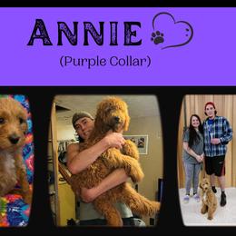 Goldendoodle All Grown Up from Nebraska Doodle Crew
