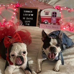 Pixie - Boston Terrier