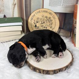 Epic - Black tri-color male Australian Shepherd puppy in Fredericksburg, Virginia from Cooper Ridge Aussies