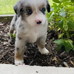 Guacamole - Blue merle male Miniature Australian Shepherd puppy in Clearwater, Florida from Frankenmuth Mini Aussies