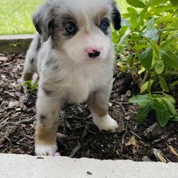 Guacamole - Blue merle male Miniature Australian Shepherd puppy in Clearwater, Florida from Frankenmuth Mini Aussies