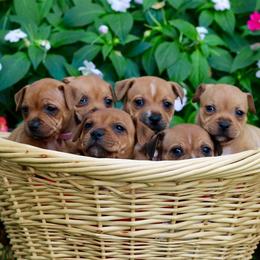 Staffordshire Bull Terriers from K8'sK9s and MedCity Staffords