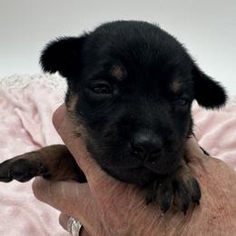 Girl 3 - female Xoloitzcuintli puppy in West Jordan, Utah from Majestic Nakids