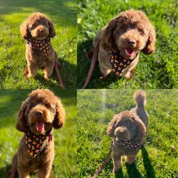 Klaus - Brown and tan male Cockapoo puppy in Birdsboro, Pennsylvania from Cooper Family Cockapoos
