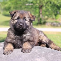 Third pick boy- tan Collar - Sable male German Shepherd puppy in Elkmont, Alabama from Oakmont Shepherds