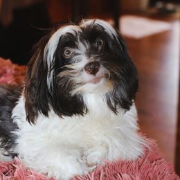 Ricky - Havanese