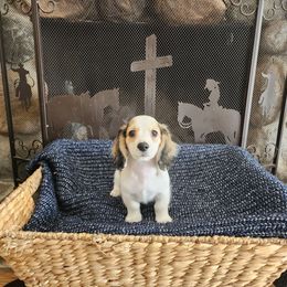 Chance - Cream male Dachshund puppy in Lindsay, California from Lewis Creek Dachshunds