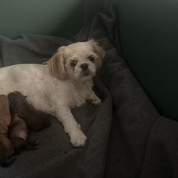 Mindy - Shih Tzu