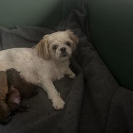 Mindy - Shih Tzu