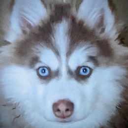 Zara - Pomsky