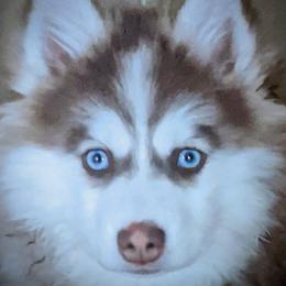 Zara - Pomsky