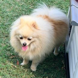 Cashmere - Pomeranian