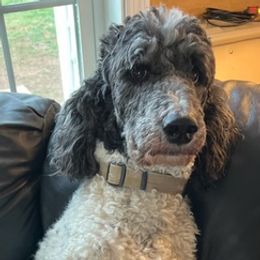 Beagles and Poodles from Rachel's Pups