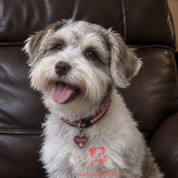 Shatzi - Miniature Schnauzer