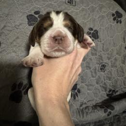 Louie - Liver white and tan male English Springer Spaniel puppy in Coeur D'alene, Idaho from Springer Hollow