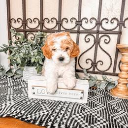 Reece's Pieces - Parti female Goldendoodle puppy in Beaver, Utah from Rocky Ridge Ranch