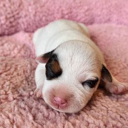 Wynnie - Tri-color female Jack Russell Terrier puppy in Menifee, California from Wendover Terriers