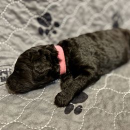 Girl 1 - Poodle puppy in Appleton, Wisconsin from Aspenwood Standard Poodles