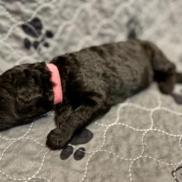 Girl 1 - Poodle puppy in Appleton, Wisconsin from Aspenwood Standard Poodles