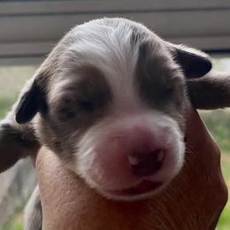 Blue Merle 2 - Blue merle male Miniature Australian Shepherd puppy in Kingsport, Tennessee from Copper Line Aussies
