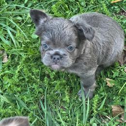 Teal girl - Blue female French Bulldog puppy in Jefferson City, Missouri from Central Frenchie Haven