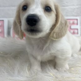 Dachshund Puppies from Chilidog Dachshunds