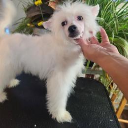 Ppm1 - White male Chinese Crested puppy in New Castle, Pennsylvania from Long Rotts & Long Haul Cresteds
