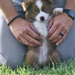 Typhoon - Red & white male Miniature Australian Shepherd puppy in Chickasha, Oklahoma from Rustic Lace