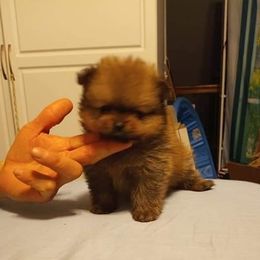 Pomeranian and Pomsky Puppies from Stonehill Breeders