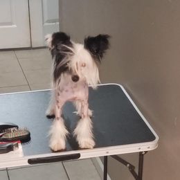 Dolly - Chinese Crested