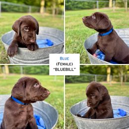 Blue (Bluebill) - Chocolate female Labrador Retriever puppy in Elizabeth City, North Carolina from Duck Dog Ranch