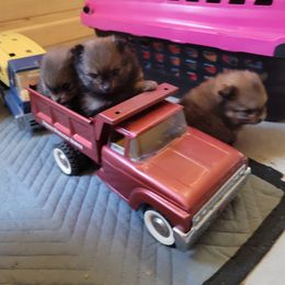 Pomeranian Puppies from Gypsy Poms