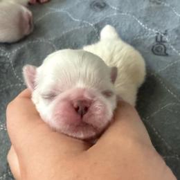 Little boy - Cream male Pekingese puppy in Clinton, Tennessee from Gracelands Pekingese