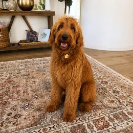 Róise - Irish Doodle
