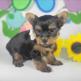 Yellow collar girl - Black and tan female Yorkshire Terrier puppy in Jacksonville, Florida from Yorkieology