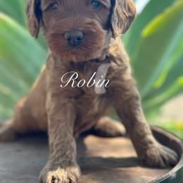 Robin - Red male Australian Labradoodle puppy in Riverside, California from Sycamore Canyon Labradoodle