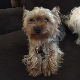 Molly’s Friar Tuck (Tucker) - Yorkshire Terrier