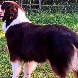 Mika - Australian Shepherd