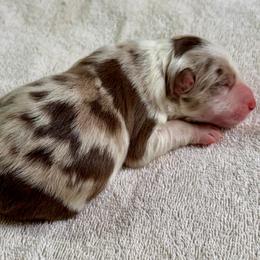 Whiskey - Red merle male Border Collie puppy in Rickman, Tennessee from Roaring River Border Collies