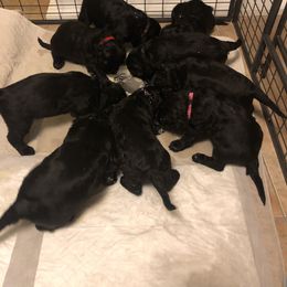 Black Russian Terrier Puppies from Gentle Beast