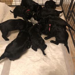 Black Russian Terrier Puppies from Gentle Beast