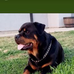 Rottweiler All Grown Up from Von Decker Rottweilers