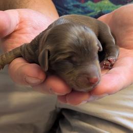 Yankee - Chocolate and tan male Dachshund puppy in Indianapolis, Indiana from Englehaus Dachshunds