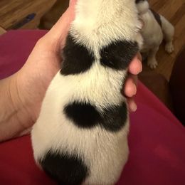Dice - Brindle and white male French Bulldog puppy in Billings, Montana from Sugarloaf French bulldogs and Australian cattle dogs