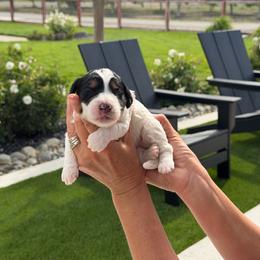 Dottie - Tri-color female Bernedoodle puppy in Yuba City, California from Ranch House Doodles