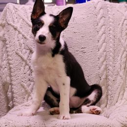 Border Collie Puppies from Wandering Meadows Farm