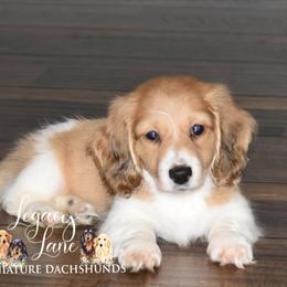 Dachshund Puppies from Legacy Lane Dachshunds
